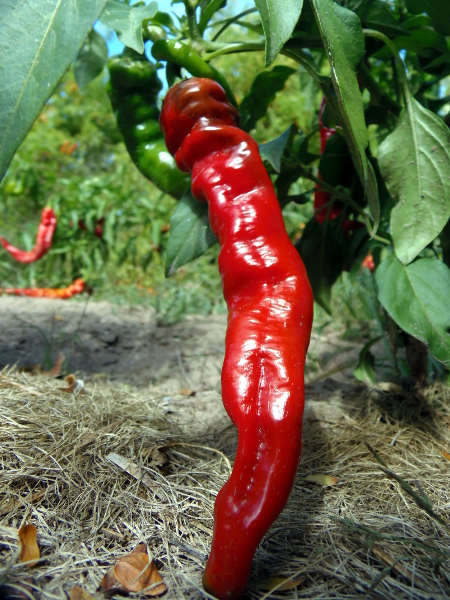 Maule's Red Hot pepper